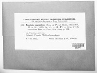 Puccinia suaveolens image
